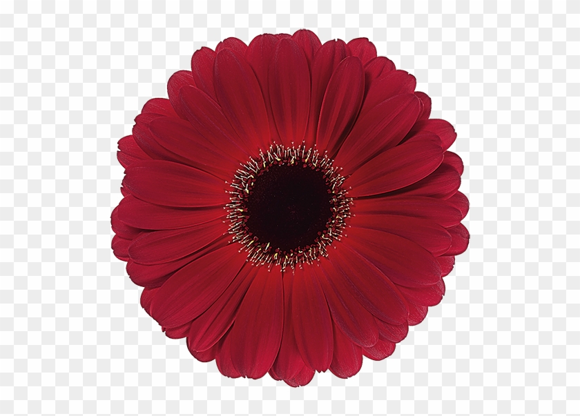 Standard Gerbera - Gerber Daisies #1143933