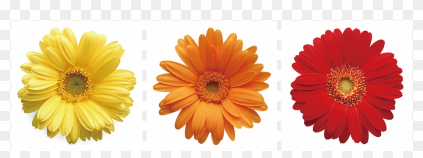 Tumblr Transparent Daisies - 'daisies' 3 Piece Photographic Print Set On Canvas #1144072