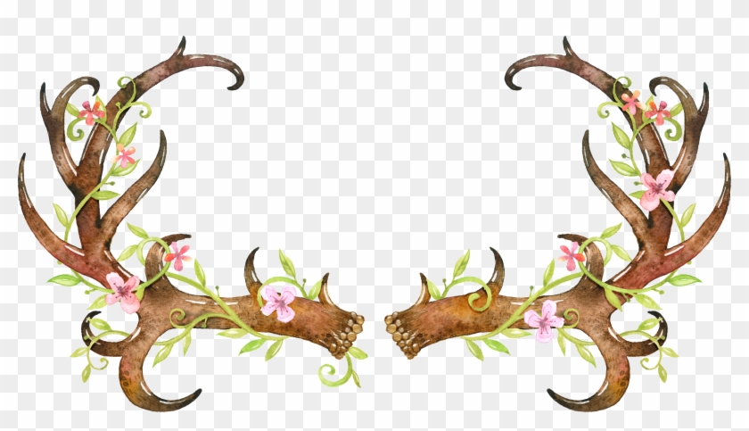 White Tailed Deer Elk Antler Skull - White Tailed Deer Elk Antler Skull #191192