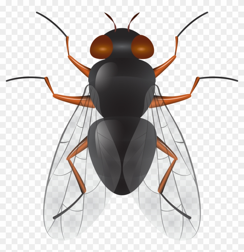Fly Png Clip Art - Fly Png Clip Art #191059