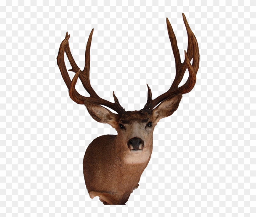 Mule Deer Mount - Deer Head Mount Png #191058