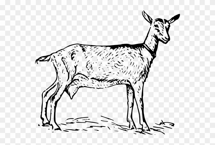 Goat 2 Png Images - White And Black Goat #191797