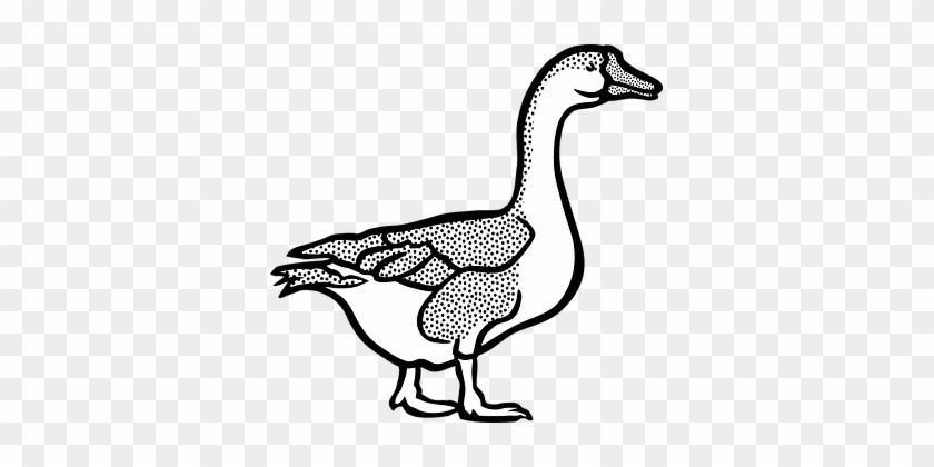 Animal, Farm, Geese, Goose, Tier - Goose Black And White #192738