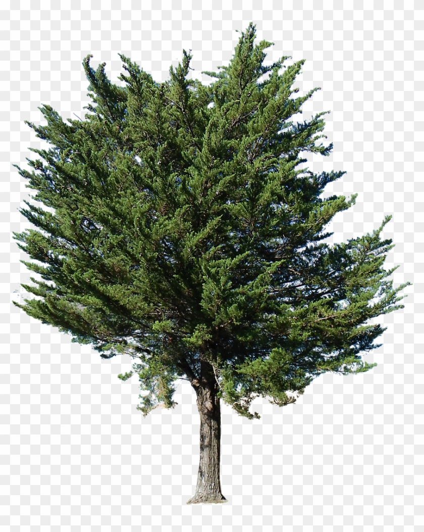 Arboreal Http - //www - Arboreal - Es - Landscape Clipartphotoshop - Arrow Ezee 7 Ft. 10 In. W X 7 Ft. 2 In. D Metal Storage #1144349