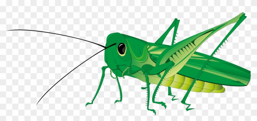 Free Png Grasshopper Png Images Transparent - Grasshopper Png #1145630