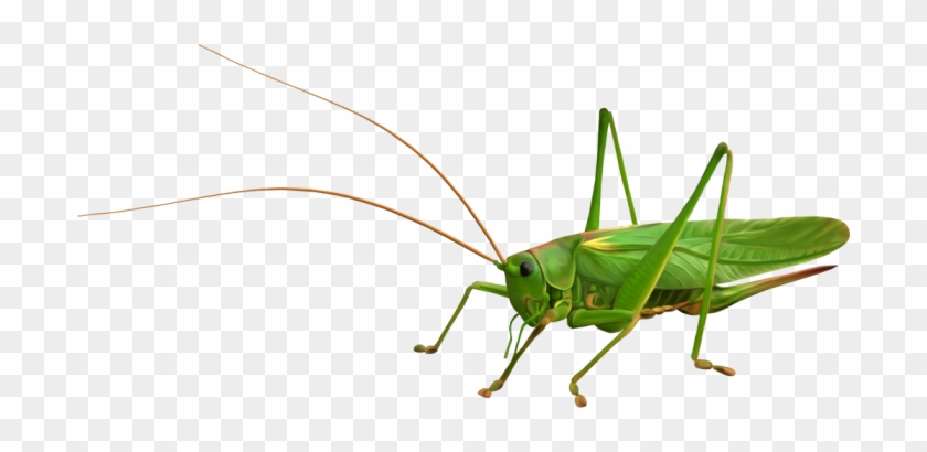 Saltamontes Png #1145678