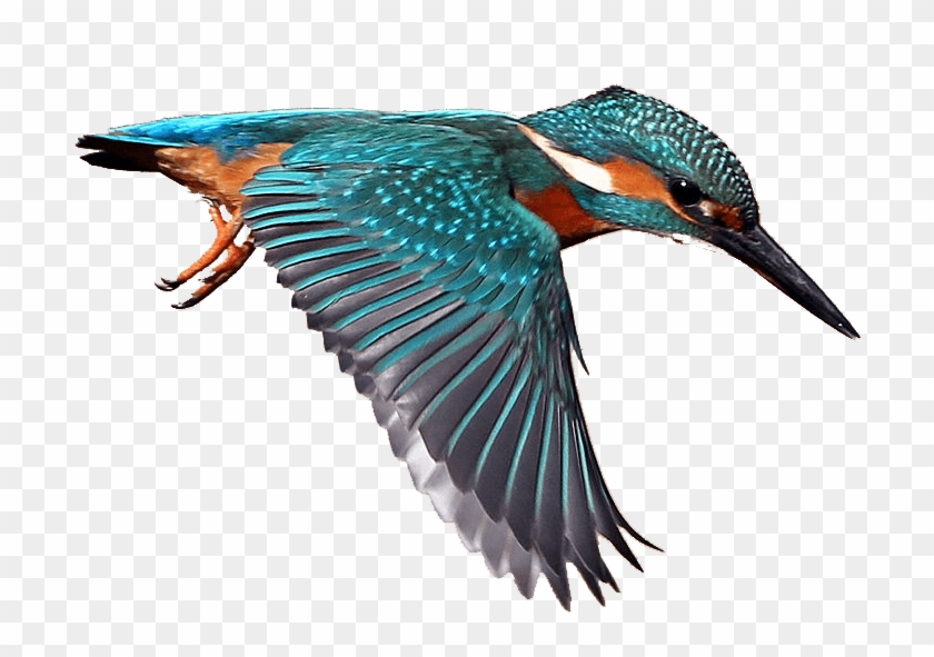 Kingfisher Clip Art Image & Pictures - Kingfisher Clip Art #1146240