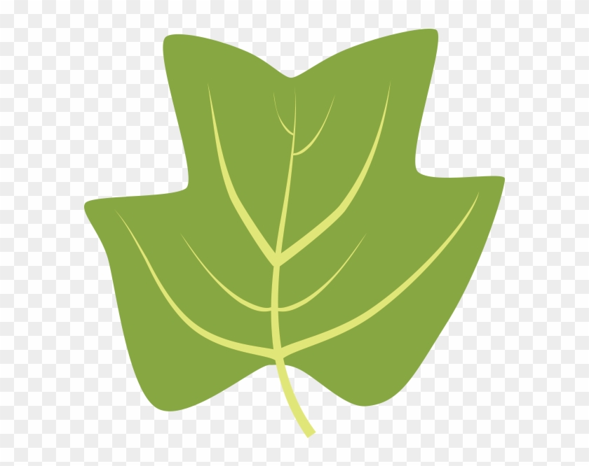 Tuliptree - Leaf #1147686