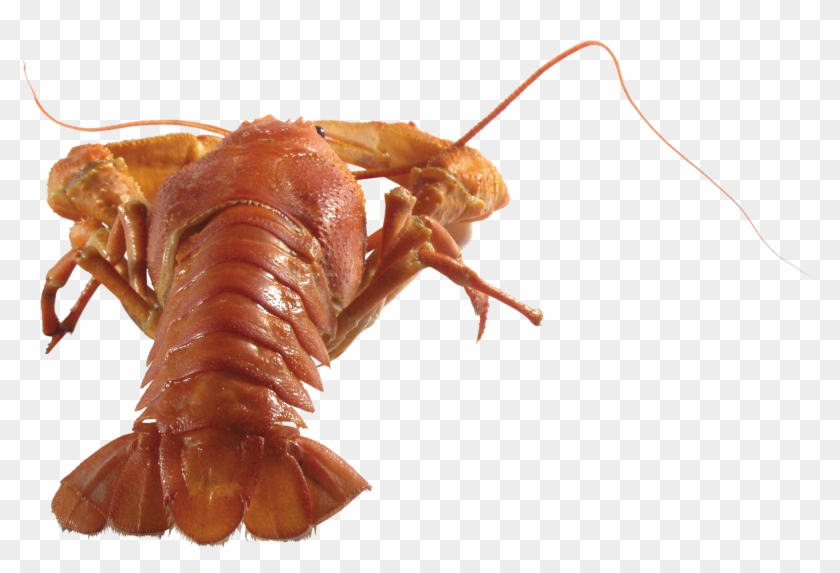 Image - Раки Png #1151541