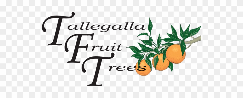 Fruit #1152574