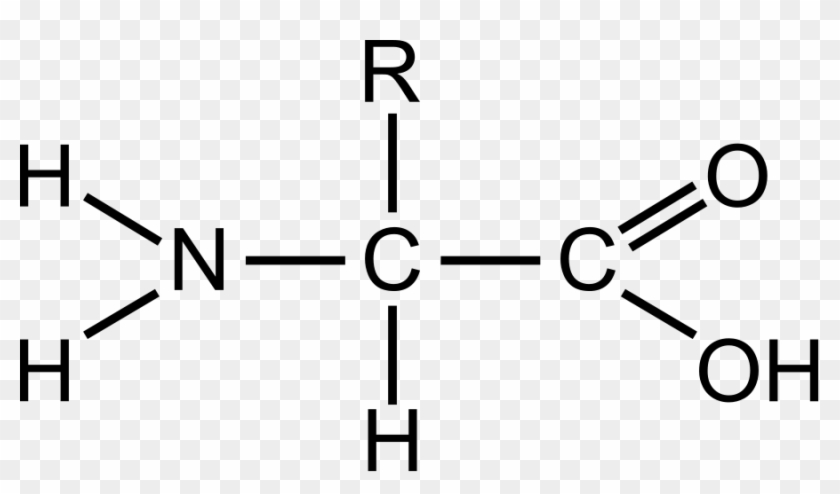 Amino - Clipart - Generalized Structure Of An Amino Acid #1153299
