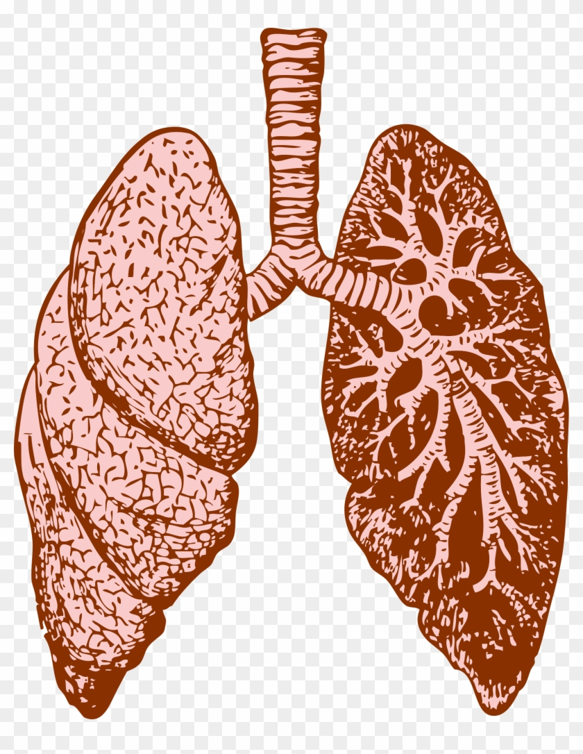 Lungs Png - Lungs Transparent #1153884