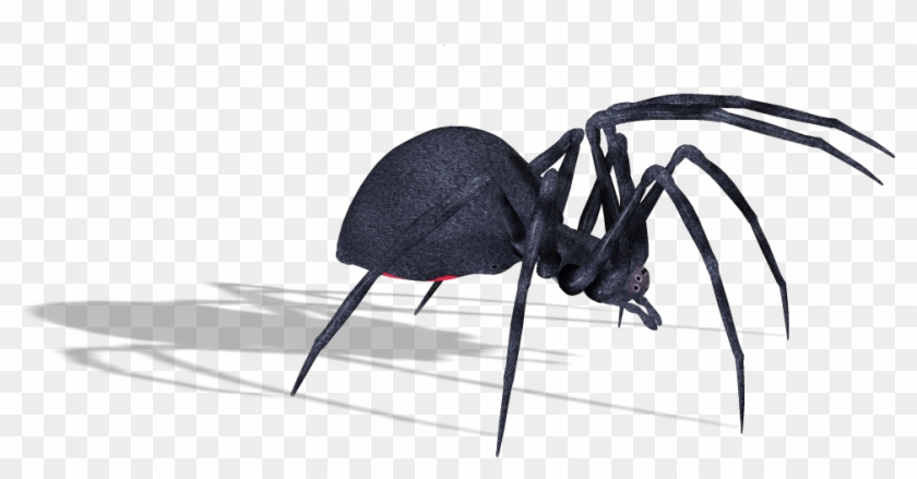 Spider #1156000