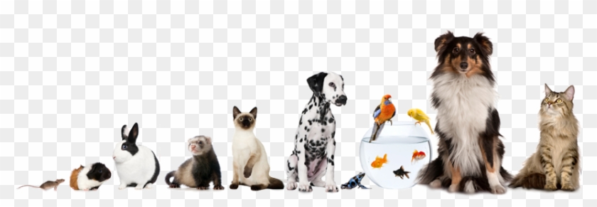 Pet Babysitting - Png Of Pets #1156226