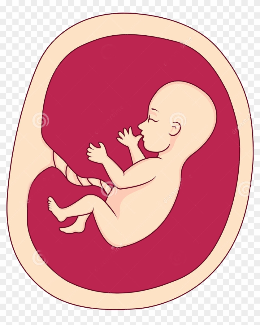 Fetus Uterus Pregnancy Clip Art - Illustration Of Baby In Womb #1156243