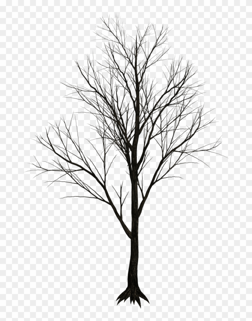 Dark Trees Png Stock 07 By Roys Art Design Inspiration - Dark Tree White Background #1157643