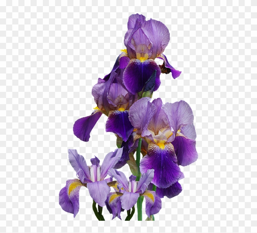 Purple Flower Border 29, Buy Clip Art - Automobile Shop Automobile Shop Irises Flower Plant #1158612
