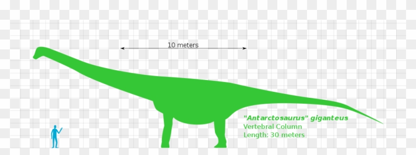 Open - Antarctosaurus #1159580