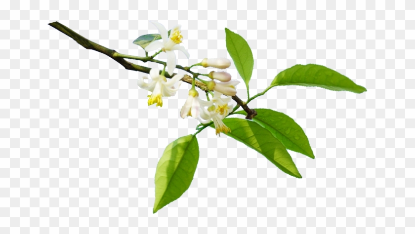 Limón, Flor De Naranja Agua De Azahar - Flor De Limon Png #1161582