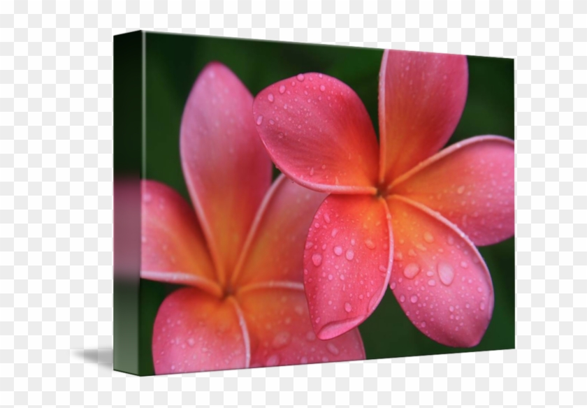 Gallery-wrapped Canvas Art Print 16 X 11 Entitled Aloha #1161684
