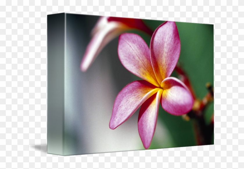 Poster: Collection's Close-up Of A Frangipani (plumeria) #1161688