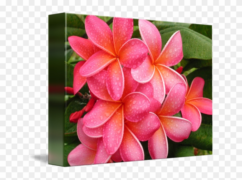 Gallery-wrapped Canvas Art Print 10 X 8 Entitled Pink #1161704
