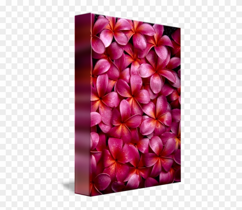 Supplier Generic Bed Of Dark Pink Plumeria Blossoms #1161719