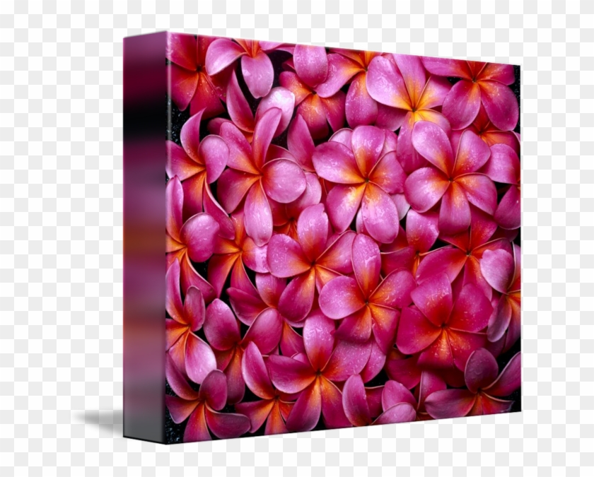 Supplier Generic Flowers Pink Plumeria Frangipani Background #1161735