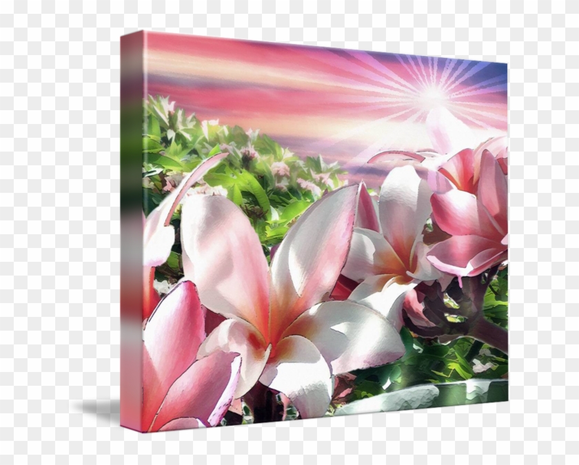 Gallery-wrapped Canvas Art Print 20 X 16 Entitled Plumeria #1161746