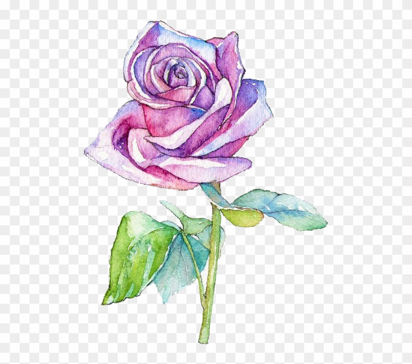 Watercolor Painting Garden Roses Centifolia Roses Illustration - Watercolor Painting #1161965
