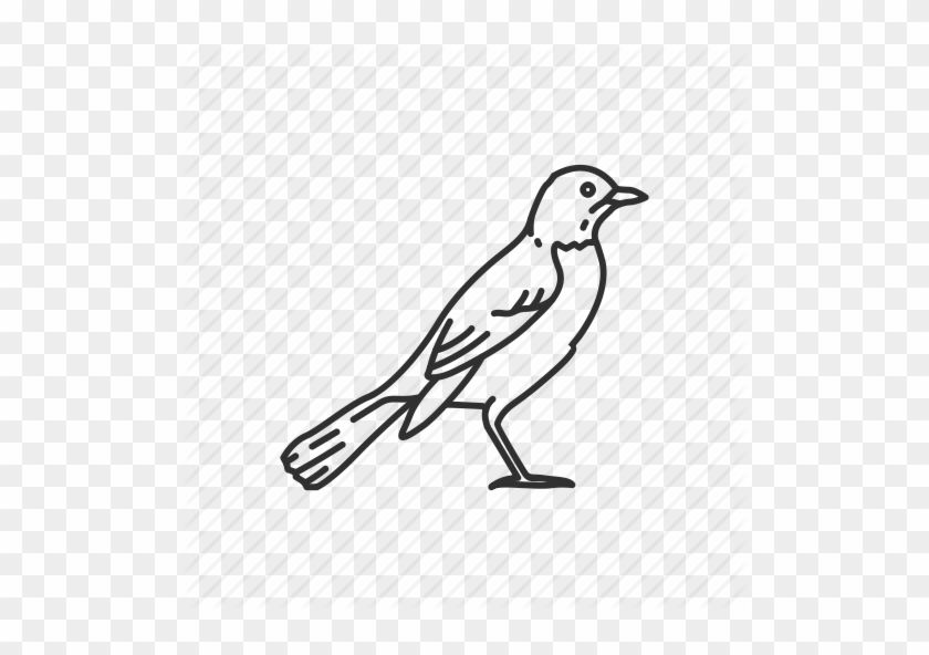 Related Categories - State Bird Of Wisconsin To Draw #1162227