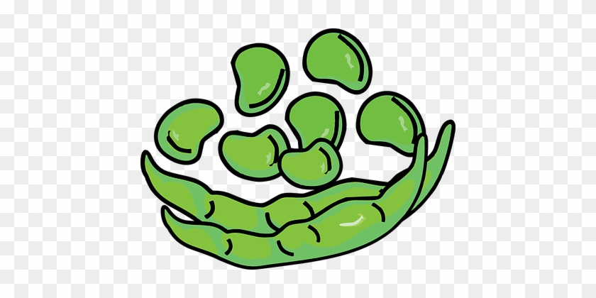 Lima Bean Plant Life Cycle Clipart - Bean Clipart #1163986