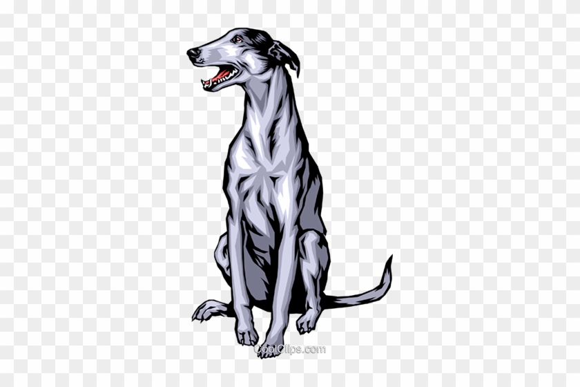 Greyhound Royalty Free Vector Clip Art Illustration - Greyhound Dog Clipart #1165638