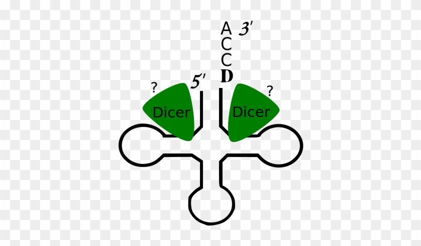 Processing Of Mature Trna By Dicer And Trf-3 Release - Processing Of Mature Trna By Dicer And Trf-3 Release #1167218