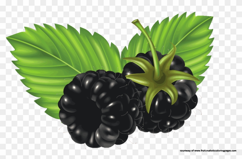 Clipart Blackberry Fruit - Blackberries Clip Art #1170080