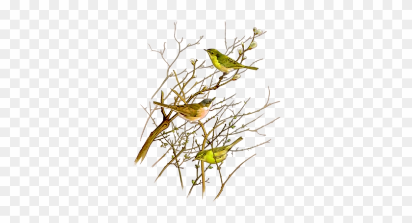 Birds - Bird #1171167