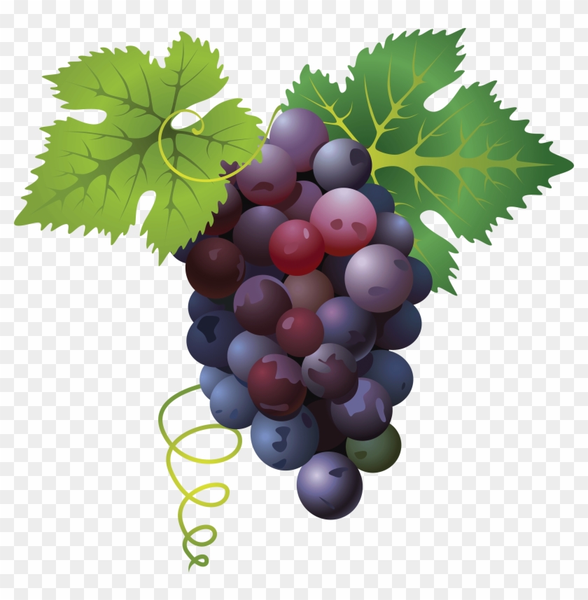 Killzone Clipart Grape - Killzone Clipart Grape #1171380