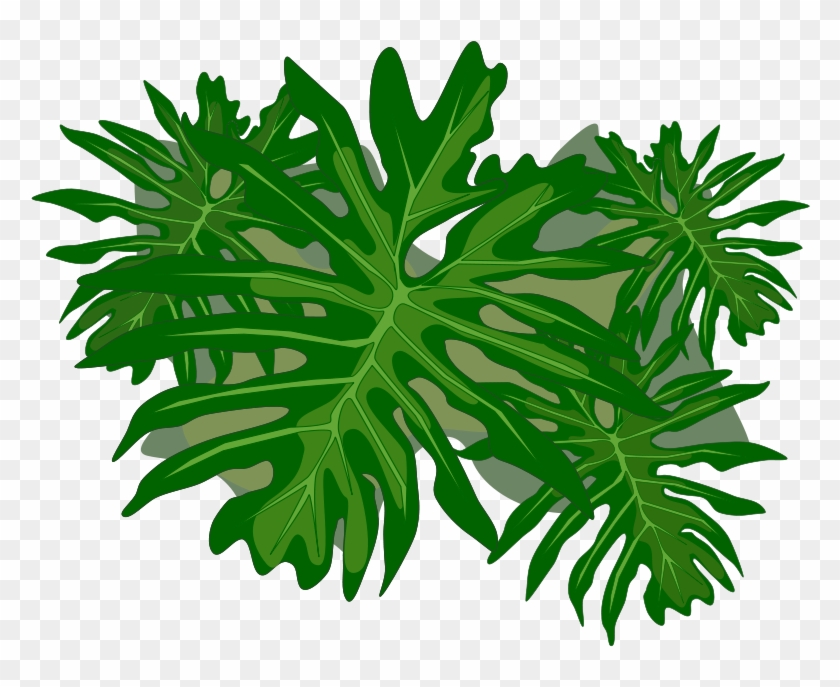 Philodendron Png #1172526