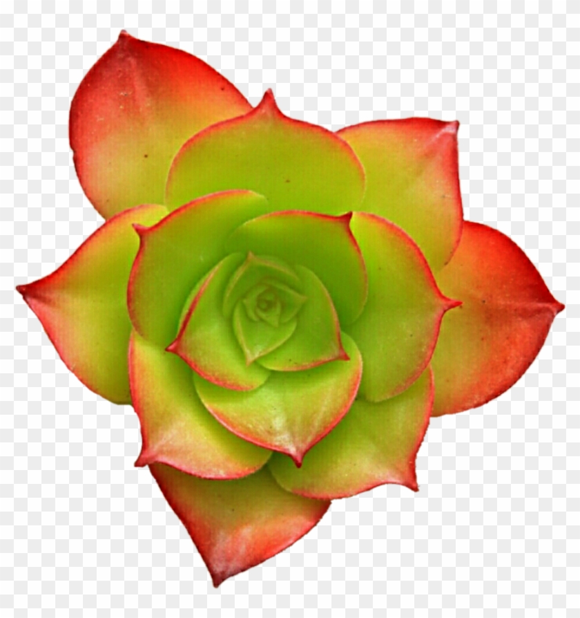 Succulent Png For Kids - Succulent Transparent #1179079