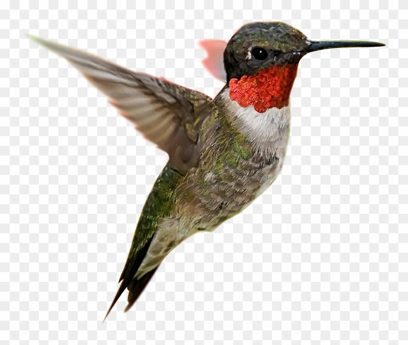 Перейти В Раздел Спа И Здоровье - Backyard Birds Weekly Planner 2015: 2 Year Calendar #1183458