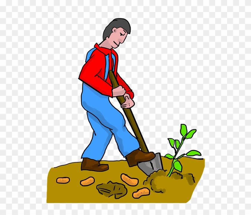 Sweet Potato, Digging, Dig, Potato, Potatoes, Farmer - Agriculture #193172