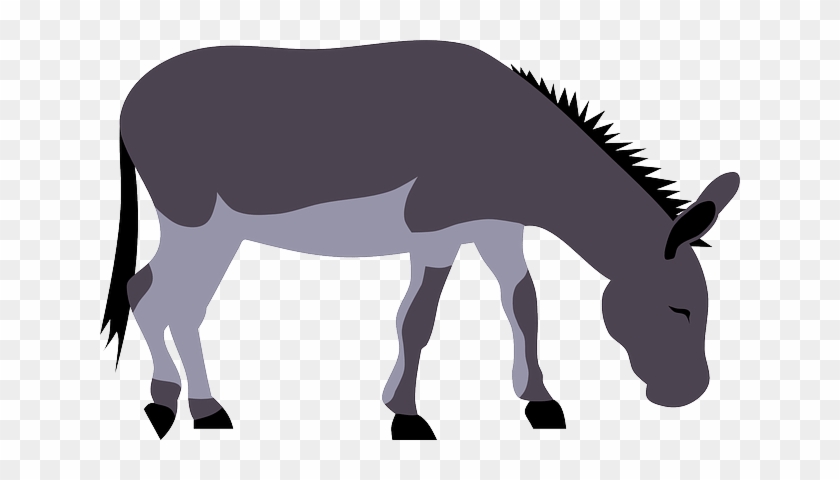 Animal Donkey Farm Grassing Gray Cute Grey - Donkey Png Clip Art #196184