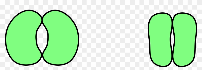 Stomata Png #1187572