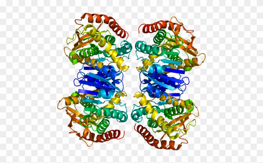 Available Structures - Malate Dehydrogenase Protein Structure #1187574