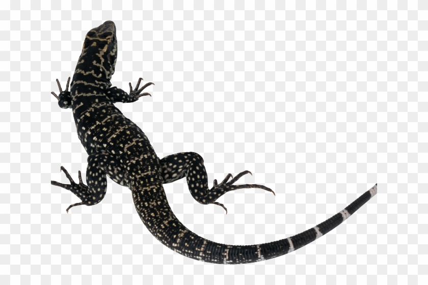Monitor Lizard Clipart Lizard Tail - Lizard Silhouette #1187750