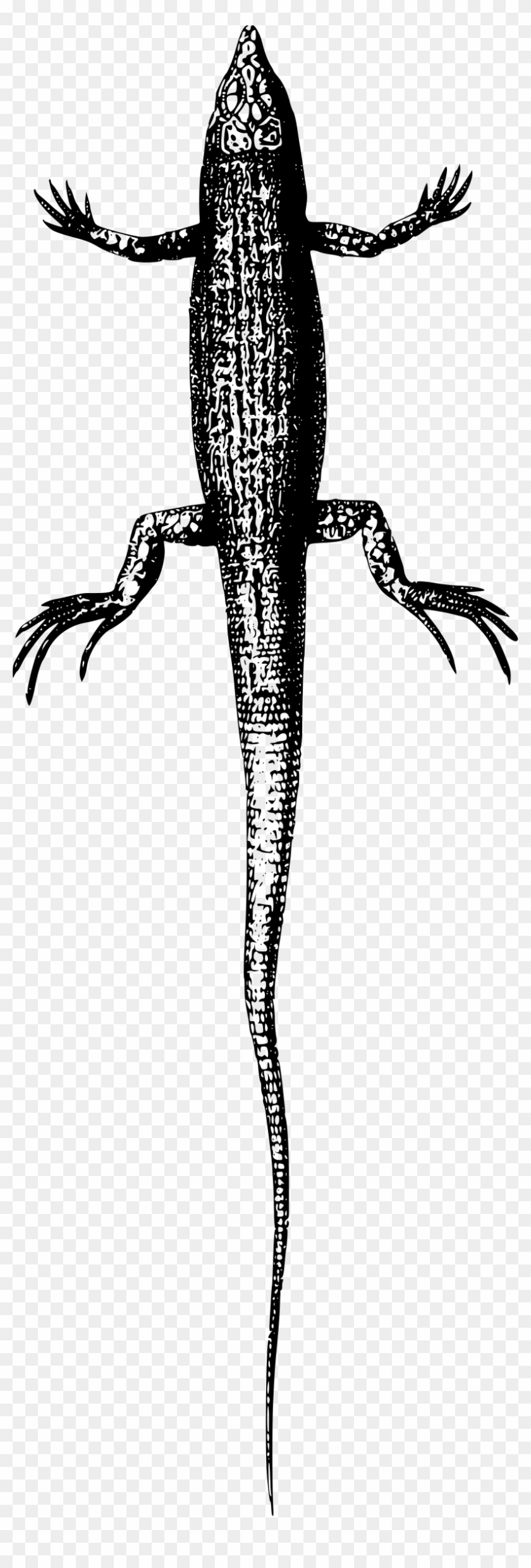 Big Image - Lizard #1187758