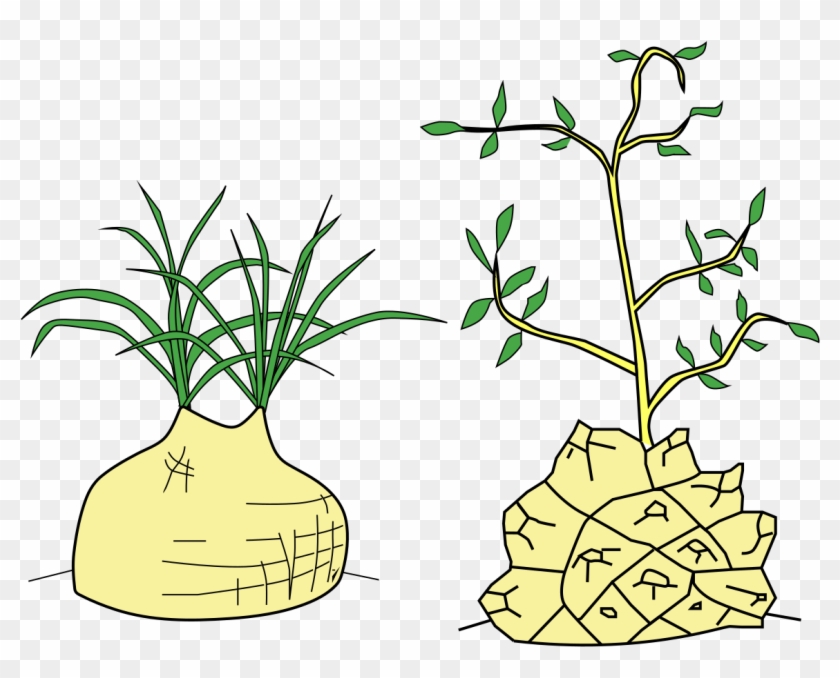 Stem Morphology Type Caudiciform Stems - Stem Morphology Type Caudiciform Stems #1188330