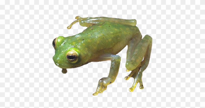 Green And Orange Frog Clipart - Coqui Frog Png #1188395