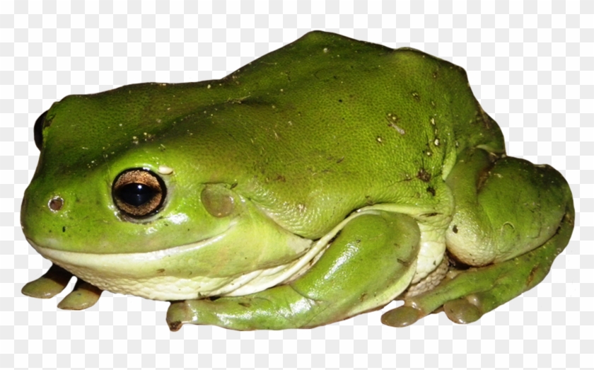 Green Tree Frog, Green Tree Frog Clipart - Green Tree Frog Png #1188396