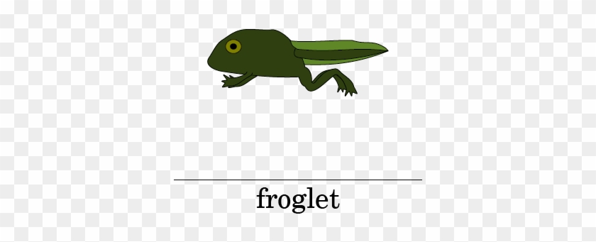 Picture - Life Cycle Of A Frog Froglet #1188401